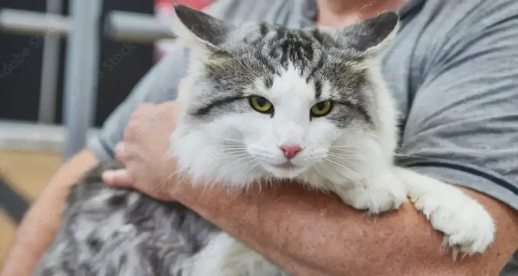 norwegian forest cat in the hands of the owner