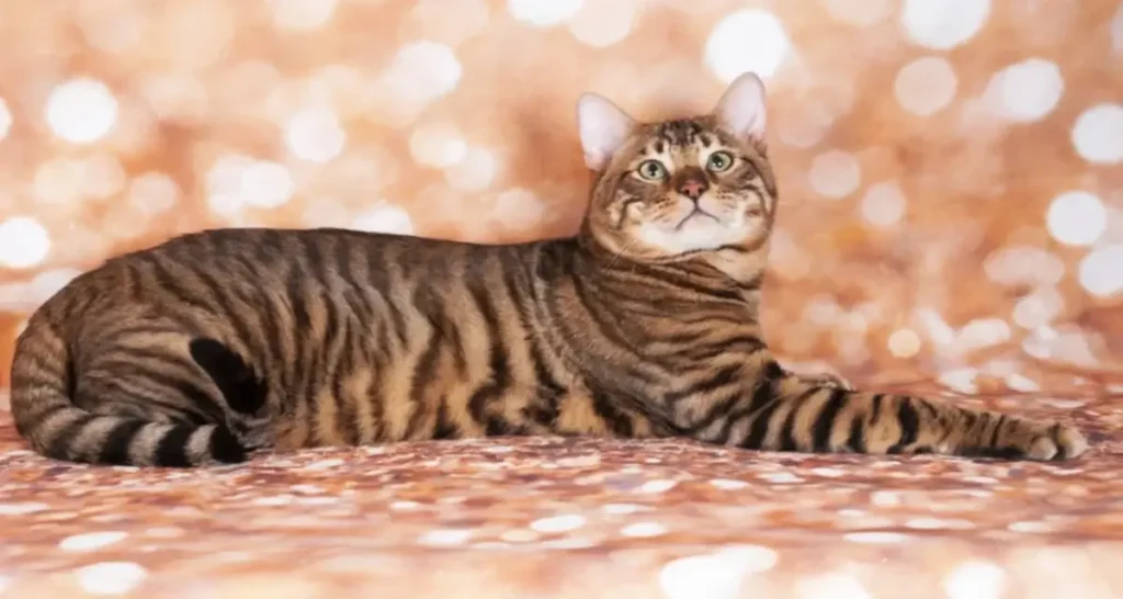toyger cat on a cat show