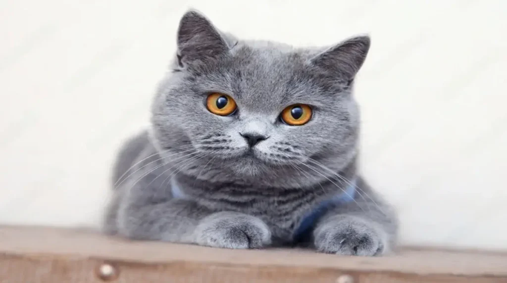 British Shorthair Cats transformed