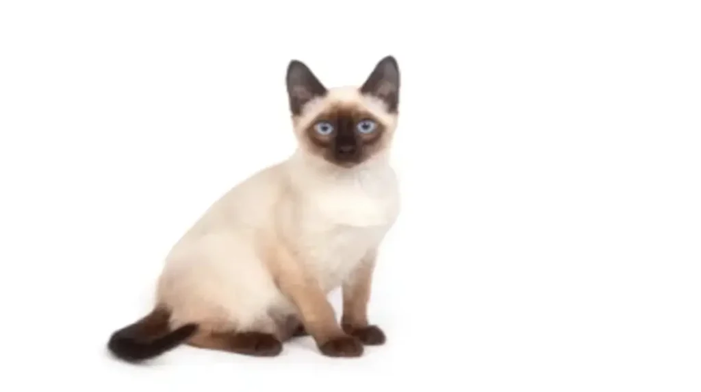Discover the Unique Charm of Hairless Siamese Cats!