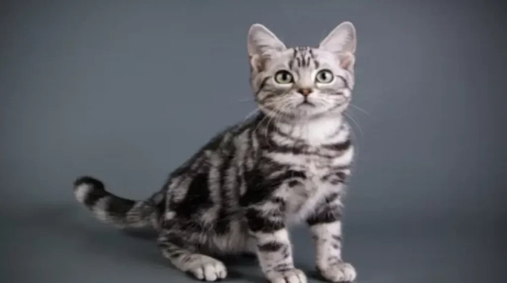 How Big Do American Shorthair Cats Get