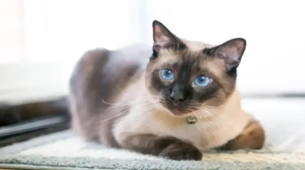 Siamese Cat's Friendliness Towards Other Feline Companions